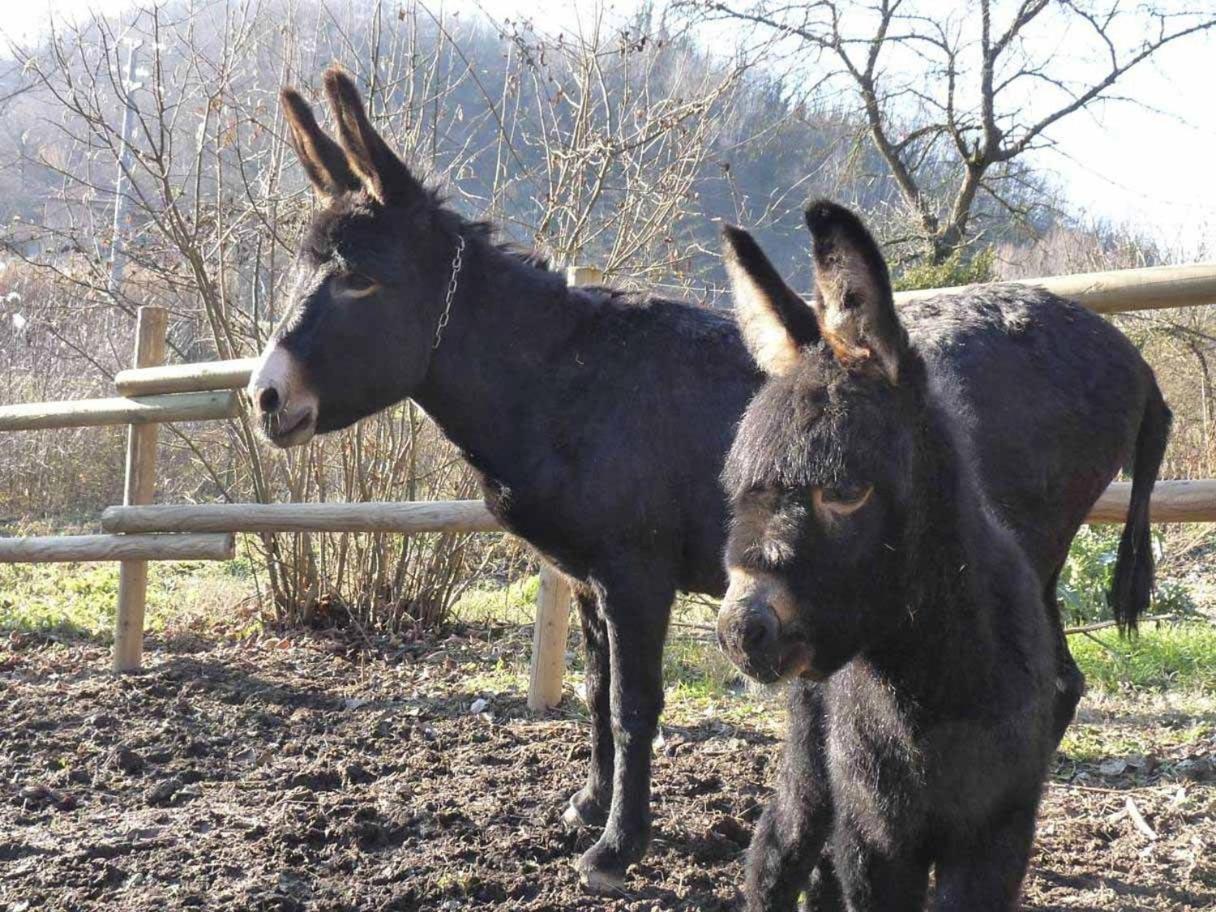 B&B Locanda Della Sesta Felicita Vaglio Serra Εξωτερικό φωτογραφία